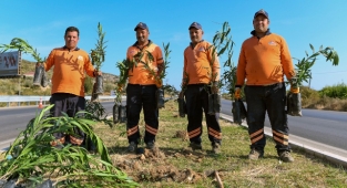 Alım Garantili zakkumların dikimi başladı