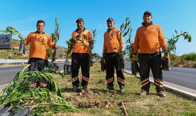 Alım Garantili zakkumların dikimi başladı