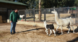 İlk Lama doğumu gerçekleşti