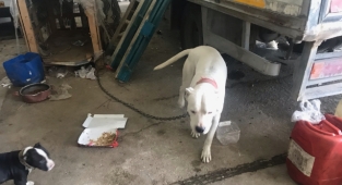 Yasaklı köpek ırklarına denetleme