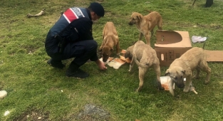 Aç kalan can dostlar unutulmuyor