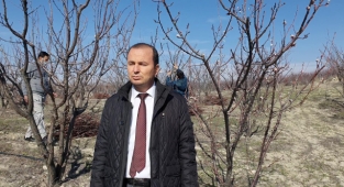Kayısılar çiçek açıyor