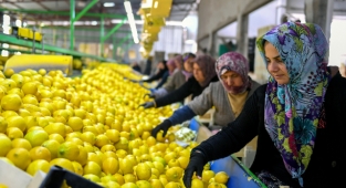 Limonlar dalda kalmadı