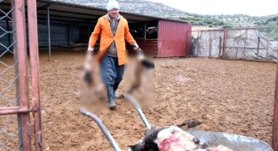 Sokak köpekleri kuzu ve tavukları öldürdü