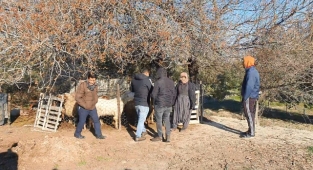 Sokak köpekleri yine kuzulara saldırdı