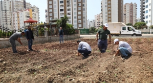 Mezitli Belediyesinden İhtiyaç Sahipleri İçin Sebze Bahçesi