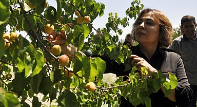 Ak Partili Yılmaz: Coğrafi işaret tescilli Mut kayısısında bu yıl 110 bin tondan fazla rekolte gerçekleşti