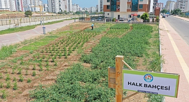 Halk Bahçesi'ndeki sebzeler ihtiyaç sahiplerince toplanıyor