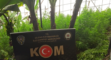 Muz serasında kenevir yakalandı