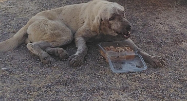 Yaşlı ve hasta köpeğe anında müdahale…