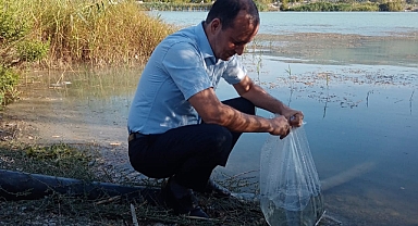 Göksu'ya 8 bin yavru sazan balığı