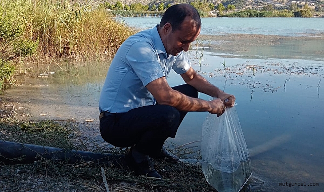 Göksu'ya 8 bin yavru sazan balığı
