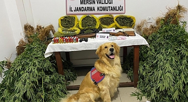 Jandarma; uyuşturucu imalatçılarına nefes aldırmıyor