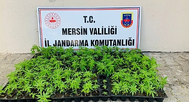 Jandarma'dan uyuşturucu operasyonu