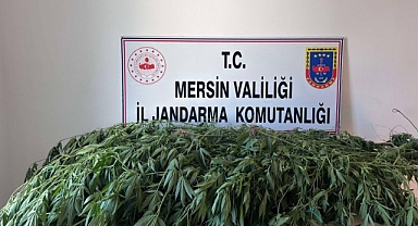 Yasa dışı kenevir ekenler yakalandı