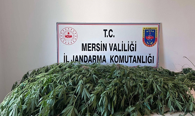 Yasa dışı kenevir ekenler yakalandı