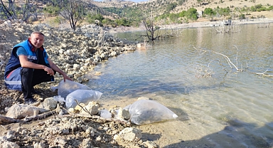 Dereyurt göletine 15 bin sazan balığı yavrusu
