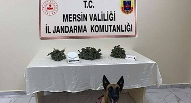 Mut'ta yasadışı kenevir