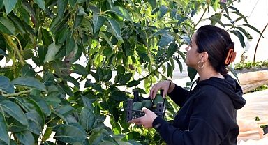 Avokado alternatif gelir kapısı oldu