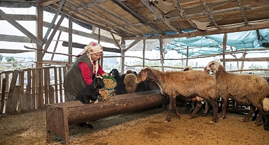 Çobanlık yaparken sürü sahibi oldular