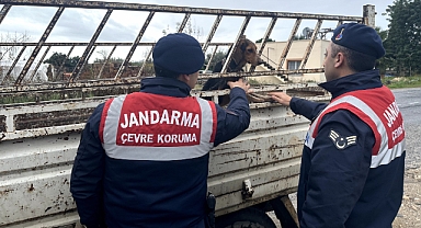 Hayvan hırsızı Jandarmadan kaçamadı