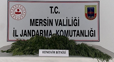 Jandarmadan uyuşturucu madde operasyonu