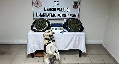 Jandarmadan uyuşturucu operasyonu