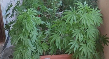 Mut, Tarsus ve Yenişehir'de uyuşturucu 