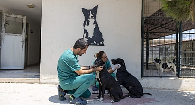 Rüzgar ve Zeytin hayata tutundu