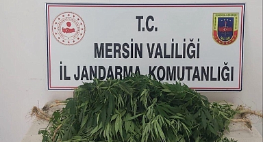 Jandarmadan uyuşturucu operasyonu 2 tutuklama