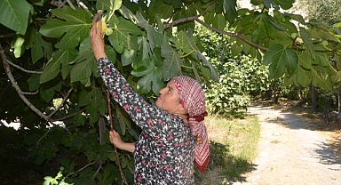 Mut Beyazı'nda üreticinin yüzü gülüyor