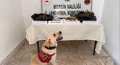 Jandarma uyuşturucu operasyonu yaptı