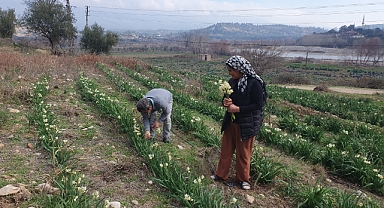 Gravga'nın yeni geçim kaynağı nergis olacak