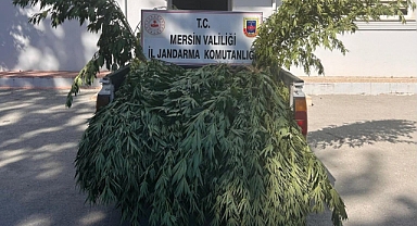 Jandarmadan uyuşturucu operasyonu 