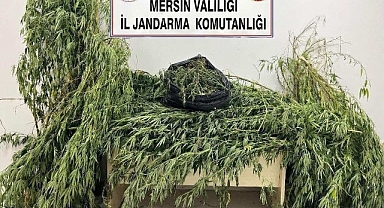 Jandarmadan uyuşturucu operasyonu 