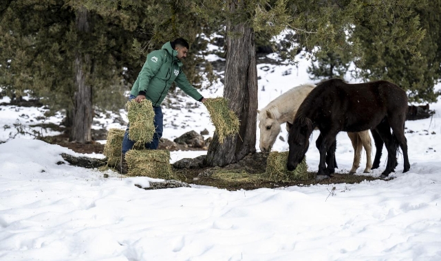 Büyükşehir Ekipleri Toros Dağları’ndaki Yılkı Atlarını besledi
