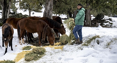 Büyükşehir Ekipleri Toros Dağları’ndaki Yılkı Atlarını besledi