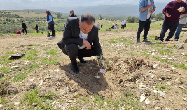 Mut'ta kadim zeytin fidan çeşitleri toprakla buluştu