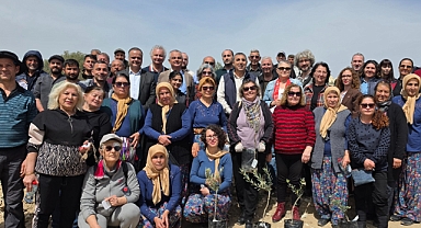 Mut'ta kadim zeytin fidan çeşitleri toprakla buluştu