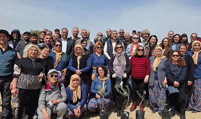 Mut'ta kadim zeytin fidan çeşitleri toprakla buluştu